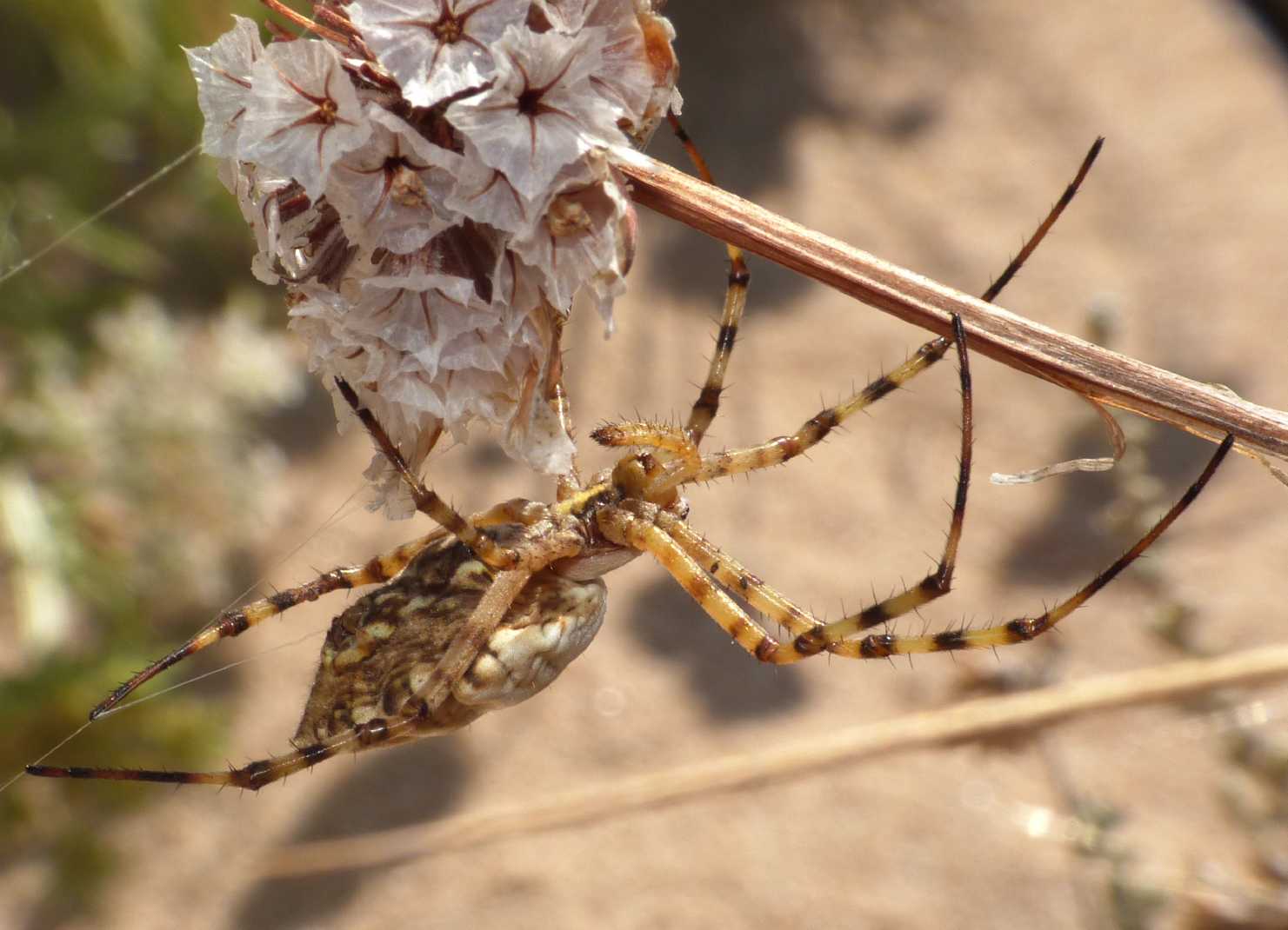 Argiope lobata